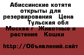 Абиссинские котятя открыты для резервирования › Цена ­ 20 000 - Тульская обл., Москва г. Животные и растения » Кошки   